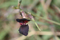 Macroptilium atropurpureum